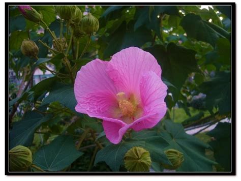 芙蓉 植物|芙蓉(錦葵科植物):形態特徵,生長環境,分布範圍,主要價值,藥用價值…